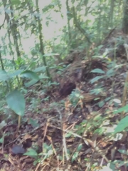 Crypturellus cinereus