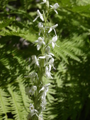 Platanthera dilatata leucostachys