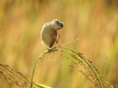 Cisticola juncidis