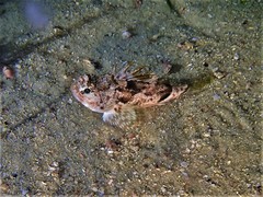 Maxillicosta scabriceps