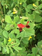 Lotus tetragonolobus