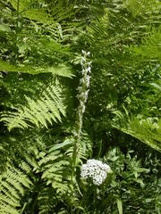 Platanthera dilatata leucostachys