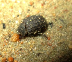 Trox sabulosus