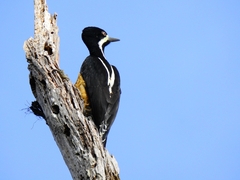 Powerful Woodpecker photo 5