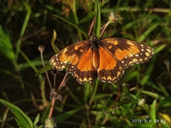 Chlosyne lacinia saundersi