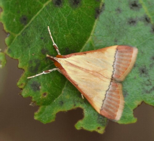 Red-edged Pearl
