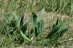 Allium nutans