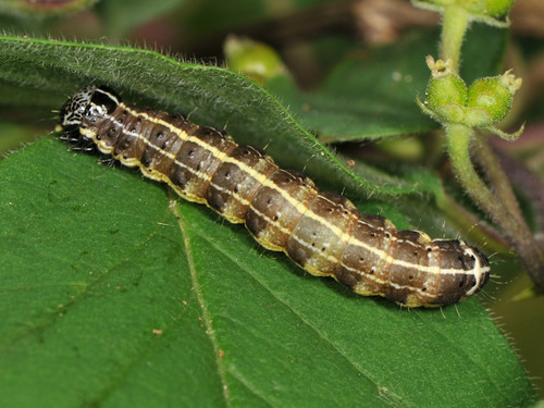 Small Quaker