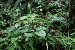 Chloranthus oldhamii