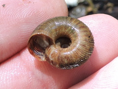 Anguispira strongylodes