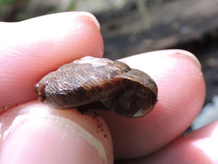 Anguispira strongylodes