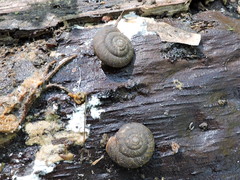 Anguispira strongylodes