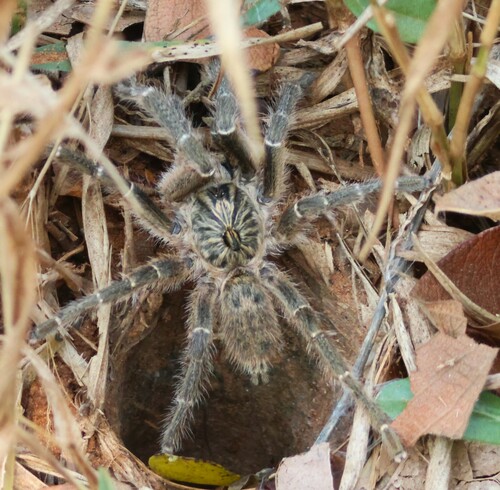 Straight Horned Baboon Spider