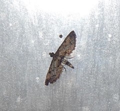 Sufetula hemiophthalma