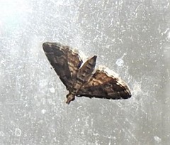 Sufetula hemiophthalma