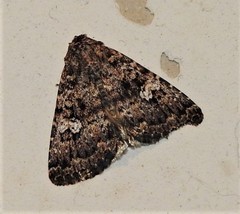 Condica aroana
