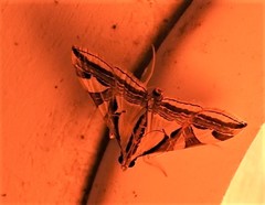 Agrioglypta excelsalis