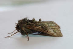 Autographa gamma