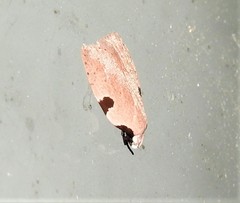 Zonopetala quadripustulella