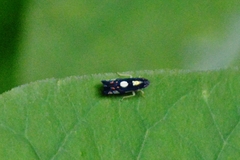 Diedrocephala variegata