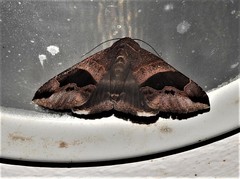 Bastilla solomonensis