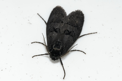 Typhonia circophora
