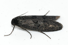 Typhonia circophora