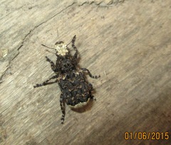 Platyrhinus resinosus