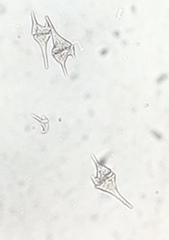 Miozoa