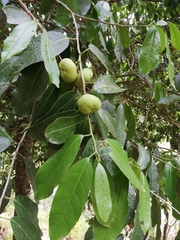 Olmediella betschleriana