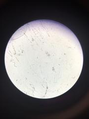 Miozoa