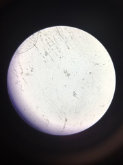 Miozoa