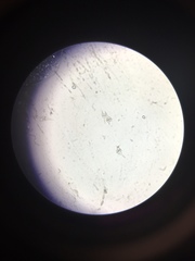 Miozoa
