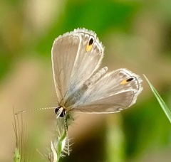 Euchrysops malathana