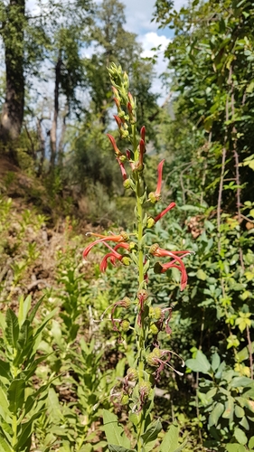 Image of Lobelia tupa by (c) Javier Conejeros Gastó, some rights reserved (CC BY)