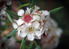 Taxandria juniperina