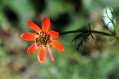 Adonis flammea