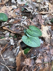 Hexastylis shuttleworthii