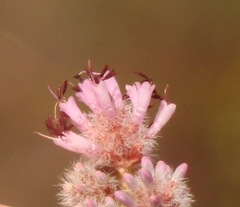 Erica similis