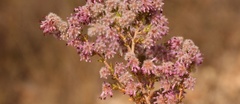 Erica similis