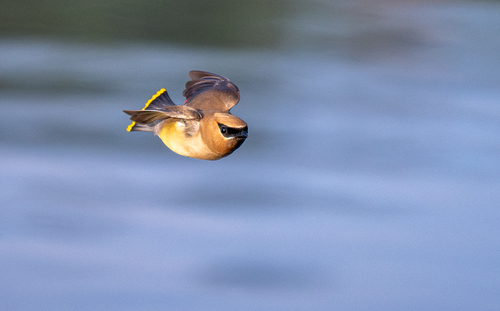 Cedar Waxwing photographed in Idaho