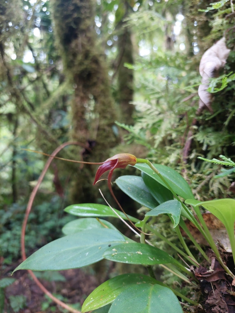 Masdevallia ustulata