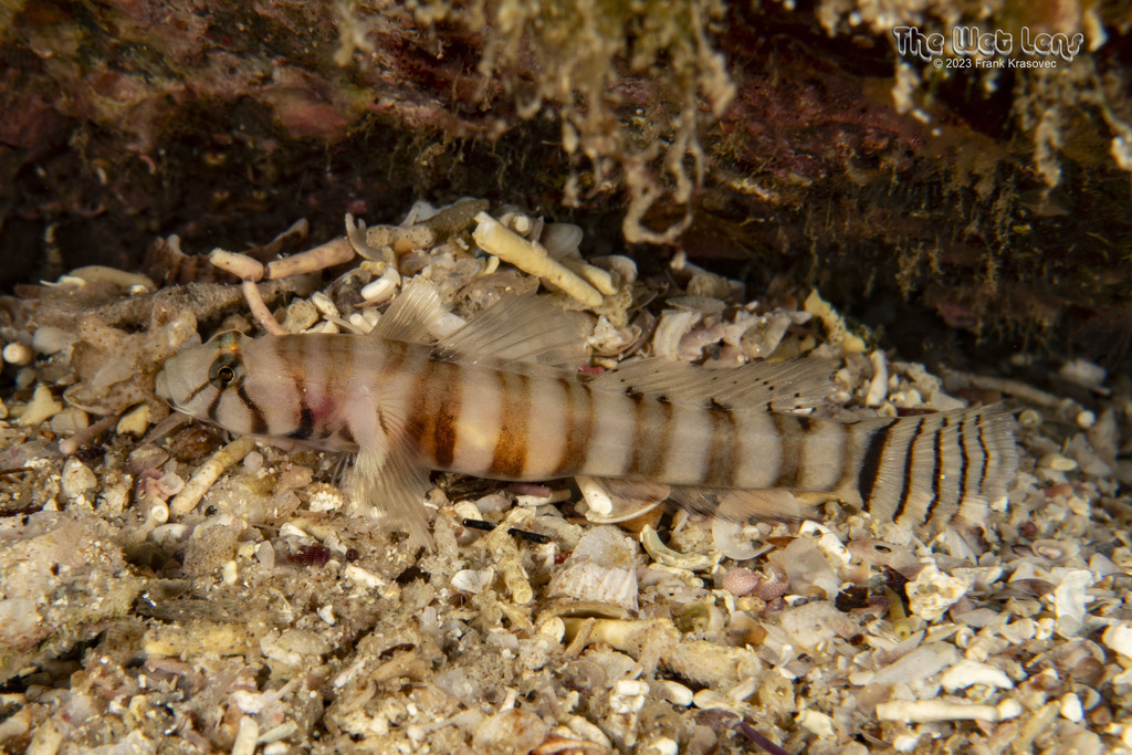 Gecko Goby