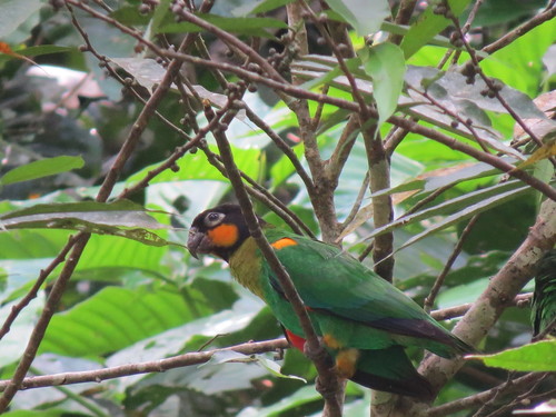 Pyrilia barrabandi