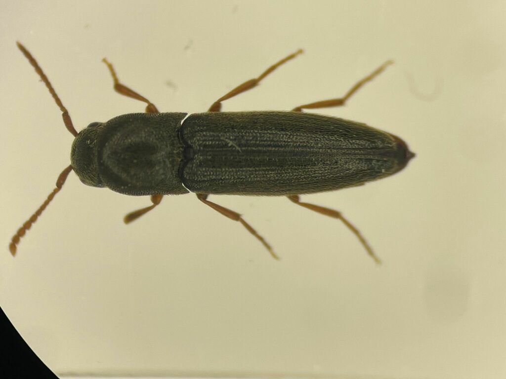 Nematodes penetrans