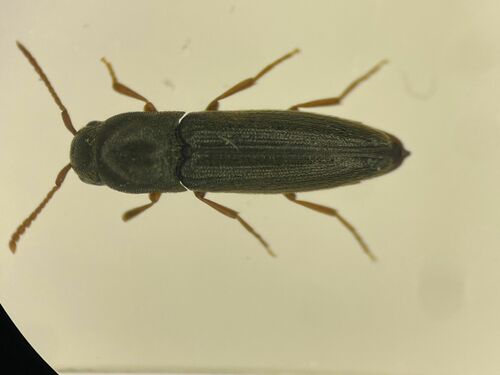Nematodes penetrans