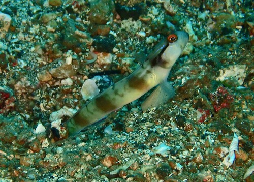 Amblyeleotris gymnocephala