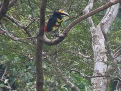 Pteroglossus pluricinctus