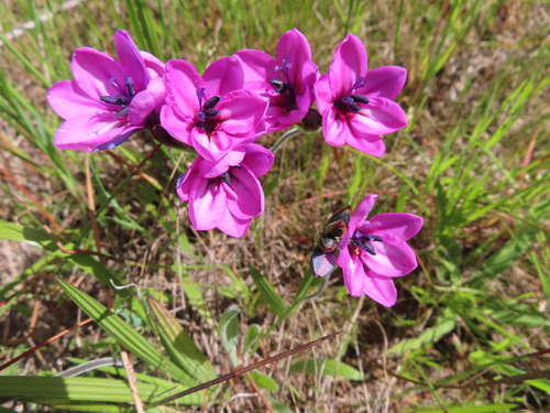 Babiana purpurea