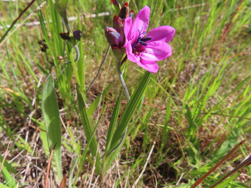 Babiana purpurea